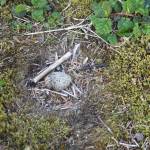 Arctic terns nest in Juneau during the summer months with some of the fast-flying birds nesting near Photo Point close to the Mendenhall Glacier Visitor Center. People recreating in the area are encouraged to give the birds space and to keep dogs on leashes. (Courtesy Photo | Gwen Baluss)