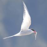 An Arctic tern flies with a sand lance in its mouth. the birds have one of the longest migrations in the world and nest for the summer in Juneau, where they mate and lay eggs. (Courtesy Photo | Gwen Baluss)