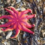 Courtesy Photos | Kerry Howard                                 A colorful sunstar is one of the colorful sights that can be seen in Southeast Alaska.