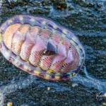 A particularly beautiful lined chiton was one of the colorful sights found during a minus 4.5-foot tide in early May.