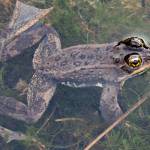 A spotted frog readies to go a courting after emerging for the season. Columbia spotted frogs hibernate in ponds, springs, beaver dams and under stream cut-banks where it doesnt freeze and moisture has adequate dissolved oxygen for them to breathe (through the skin). (Courtesy Photo | Kerry Howard)