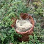 photos by Vivian Faith Prescott | For the Capital City Weekly                                 This basket holds Angel Hair in yellow cedar.