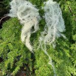 While they look similar, these are two types of hanging moss. On the left is Angel Hair, and on the right is Usnea, or Old Mans Beard. (Vivian Faith Prescott | For the Capital City Weekly)