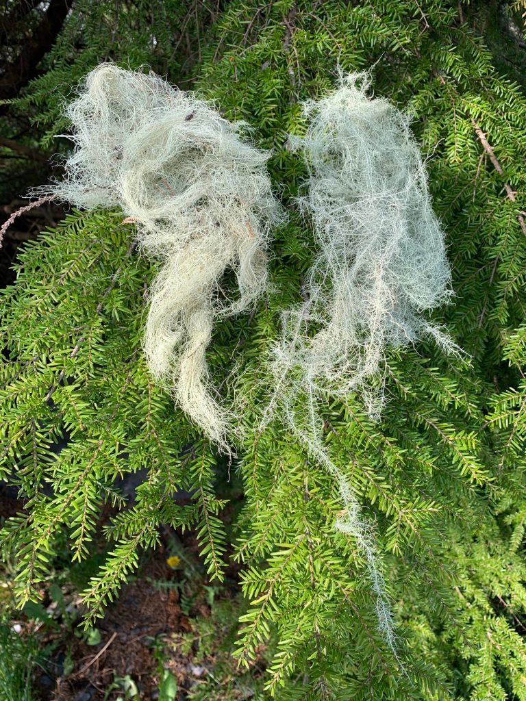 While they look similar, these are two types of hanging moss. On the left is Angel Hair, and on the right is Usnea, or Old Mans Beard. (Vivian Faith Prescott | For the Capital City Weekly)