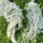 Planet Alaska: The lungs of the island