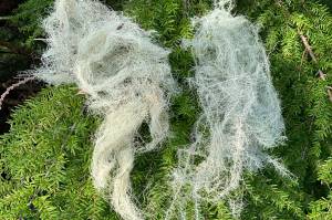 Planet Alaska: The lungs of the island