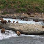 Courtesy Photo | Drew Hamilton                                 Brown bears congergated on McNeil River.