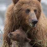 Courtesy Photo | Drew Hamilton                                 A brown bear has a snack with her spring cub in the McNeil River Refuge.