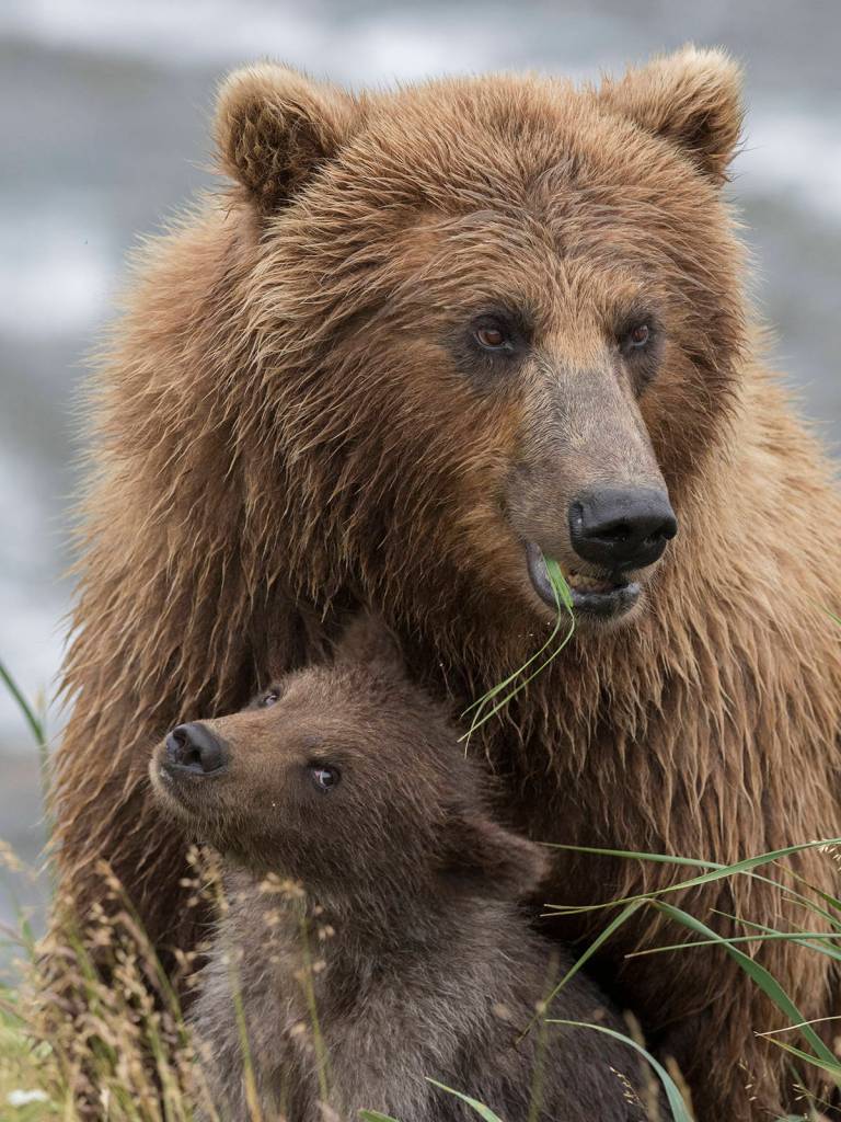 Courtesy Photo | Drew Hamilton                                 A brown bear has a snack with her spring cub in the McNeil River Refuge.