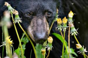 A black bear feeds on dandelions near Peterson Creek in this August 2018 photo. (Michael Penn | Juneau Empire File)