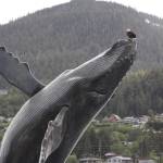 A bald eagle perches on top of the whale statue at Mayor Bill Overstreet Park on May 26, 2020. The pump rooms for the whale have been repaired after being damaged by flooding last October, but theywill remain turned off for now to save costs and discourage gatherings. (Michael S. Lockett | Juneau Empire)