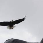 A bald eagle takes off from the top of the whale statue at Mayor Bill Overstreet Park on May 26, 2020. The pump rooms for the whale have been repaired after being damaged by flooding last October, but will remain turned off for now to save costs and discourage gatherings.(Michael S. Lockett | Juneau Empire)