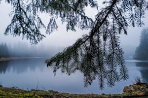 Spruce boughs hang near a pond in the Tongass National Forest on Monday, Dec. 9, 2019. (Michael Penn | Juneau Empire File)