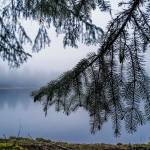 Spruce boughs hang near a pond in the Tongass National Forest on Monday, Dec. 9, 2019. (Michael Penn | Juneau Empire File)