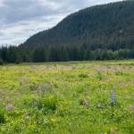 Cowee Meadows, seen in this photo, is a place Mary F. Willson likes to visit several times as spring becomes summer to see the seasonal development of the flower show. (Courtesy Photo | Deana Barajas)