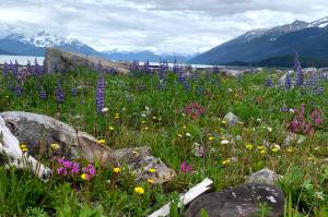 Observations from Cowee Meadows in late May