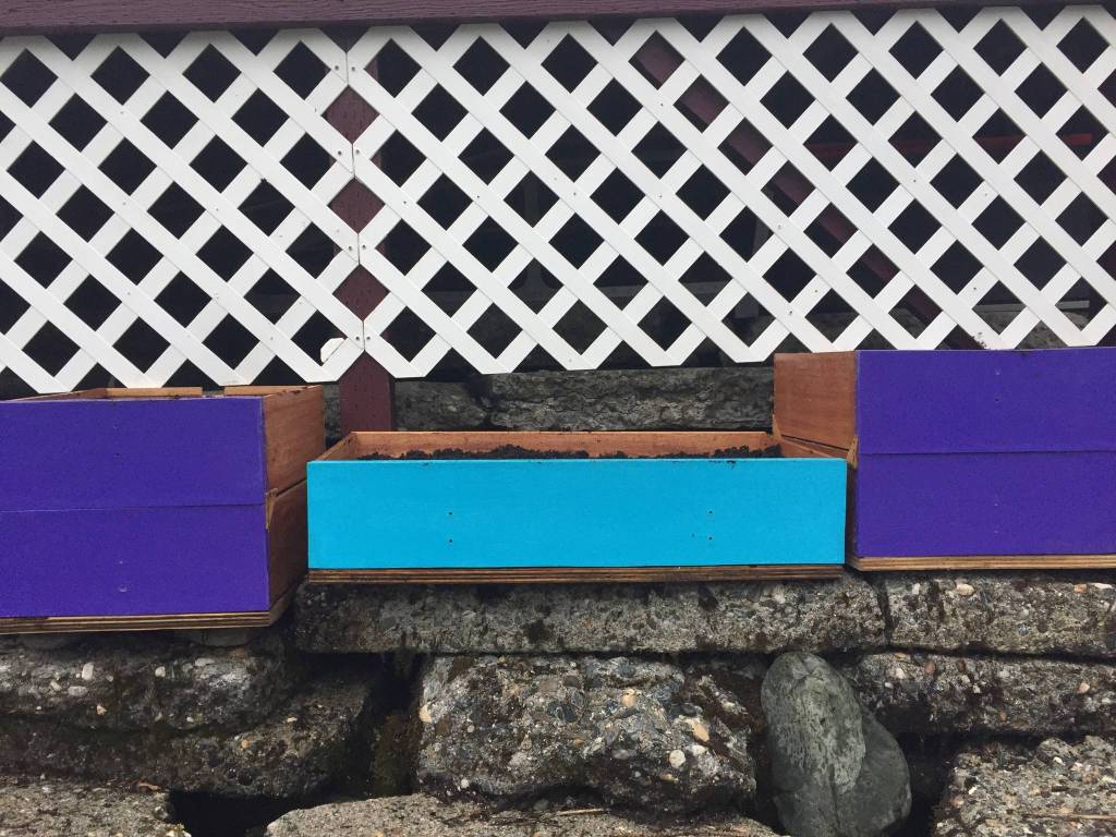 Planet Alaska: Pandemic gardening follies