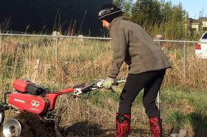 Planet Alaska: Pandemic gardening follies