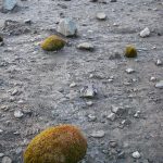 Glacier mice, or moss balls, sit on the Root Glacier near McCarthy. (Courtesy Photo | Tim Bartholomaus)