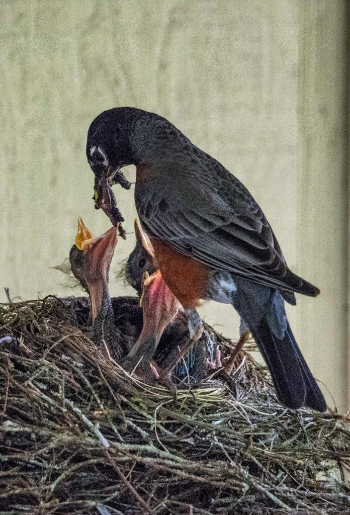 A male American robin feeds four chicks in this photo shared Monday, June 15. (Courtesy Photo | Kenneth Gill, gilfoto)