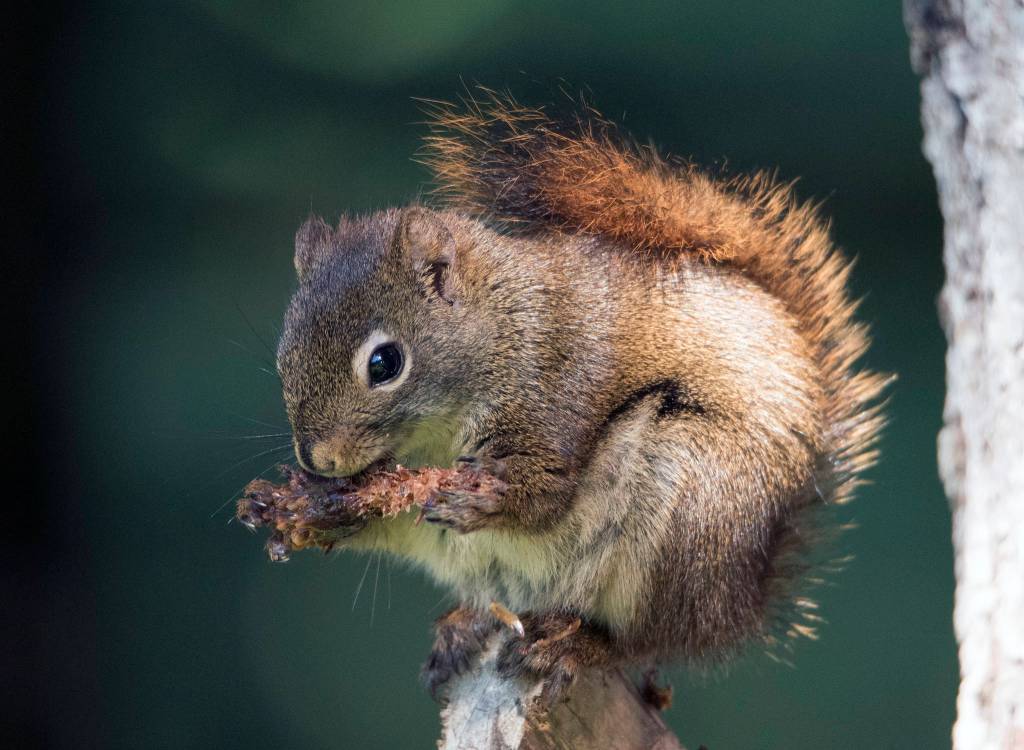 American red squirrel eats a pine cone Out the Road. (Courtesy Photo | Kenneth Gill, gillfoto)