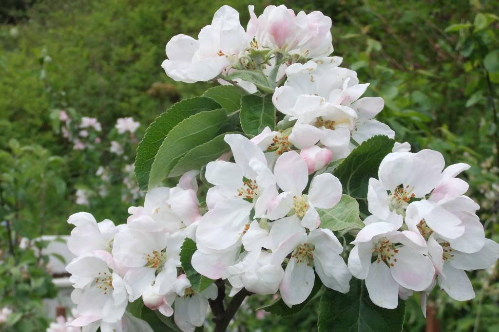 Yellow Transparent apple blossoms can be seen in this photo taken June 1, 2020. (Courtesy Photo | Gary Miller)