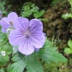 A wild geranium grows somewhere Out the Road, June 23, 2020. (Courtesy Photo | Gary Miller)