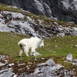 Mountain Goat stands near Glacier Bay on May 26. (Courtesy Photo | Steve Parker)