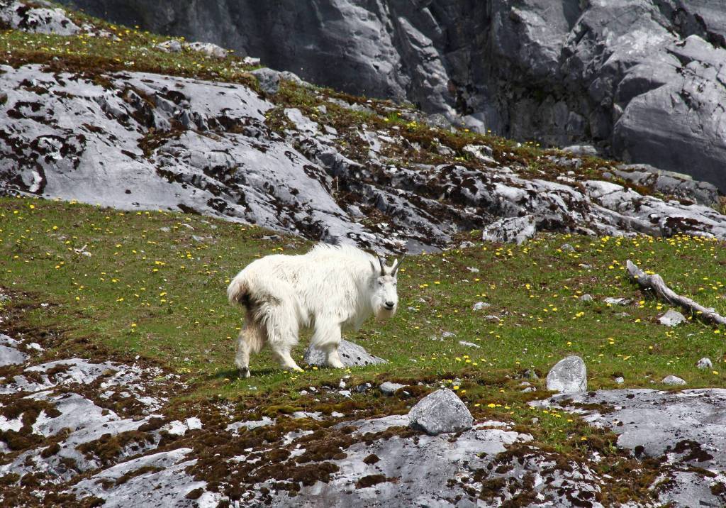Mountain Goat stands near Glacier Bay on May 26. (Courtesy Photo | Steve Parker)