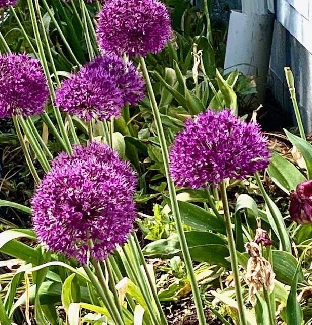 Alium can be seen in full bloom in this June 9 photo taken in a garden in the downtown flats. (Courtesy Photo | Denise Carroll)