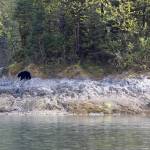 A glacier bear pursues a larger black bear on May 28, 2020. The black bear eventually took refuge by climbing 20 feet up a tree. (Courtesy Photo | Steve Parker)