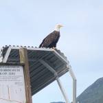 An adult eagle perches on top of Bar Harbor boat ramp Zero. June 6, 2020. (Courtesy Photo | Sean D. Enright)