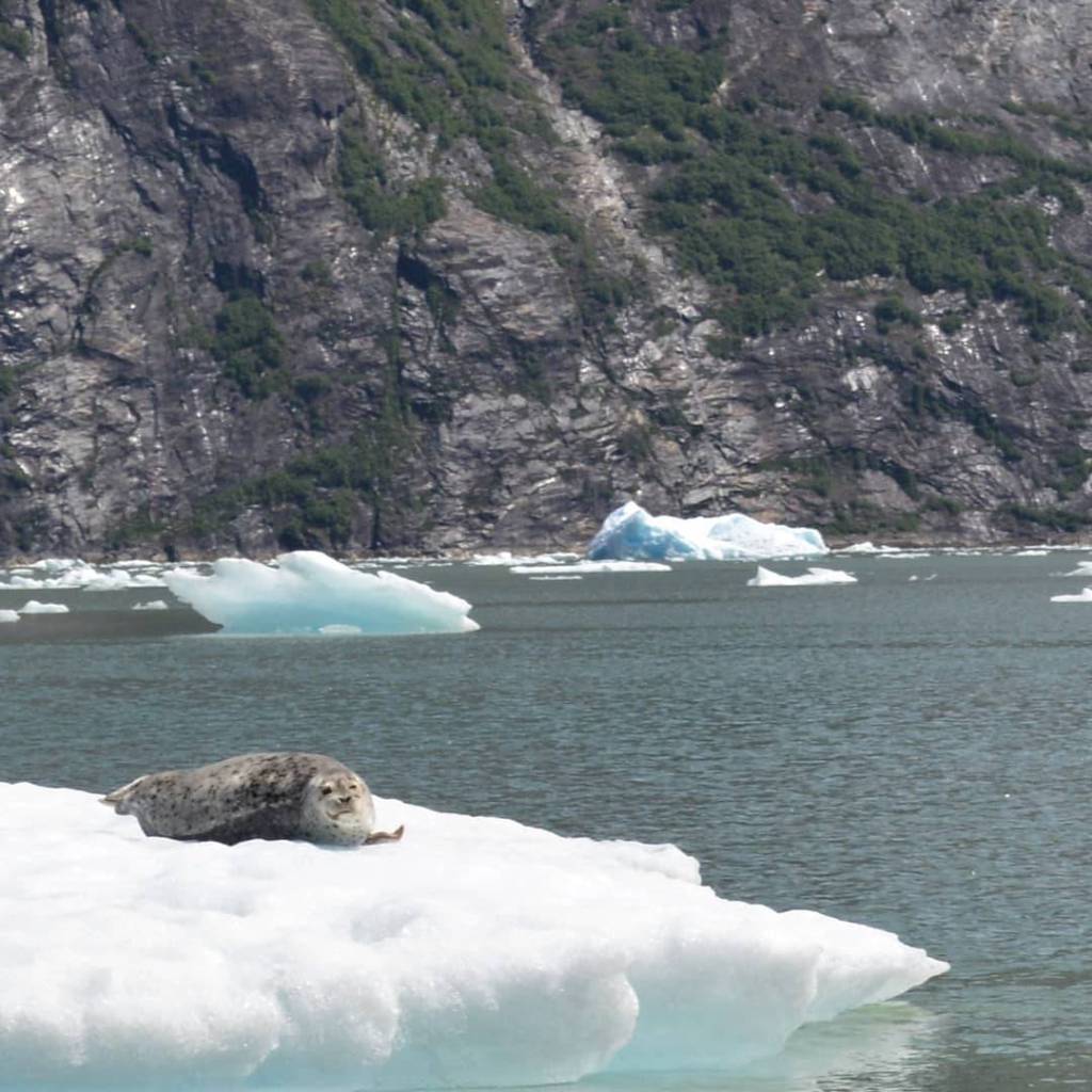A seal lounges at Tracy Arm on Tuesday, June 9, 2020. (Courtesy Photo | Aaron Standerwick)