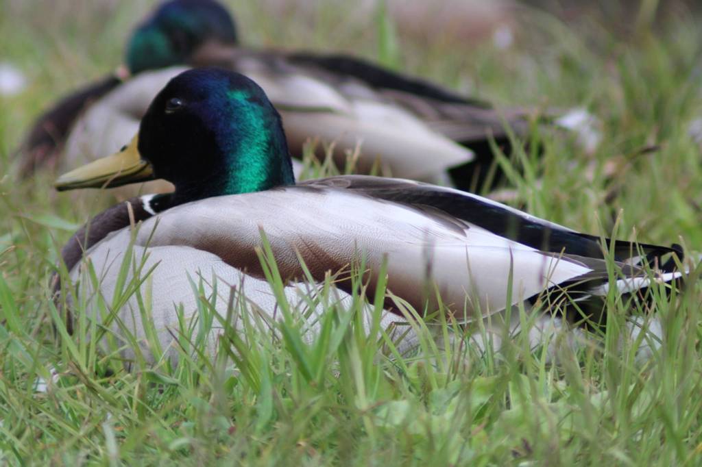 These mallards were seen June 10, 2020, at Rotary Park. I like their coloring even though they are common, writes Carolyn Kelley. (Courtesy Photo | Carolyn Kelley)