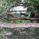 A wood duck stands on a branch June 10, 2020, at Rotary Park. (Courtesy Photo | Carolyn Kelley)