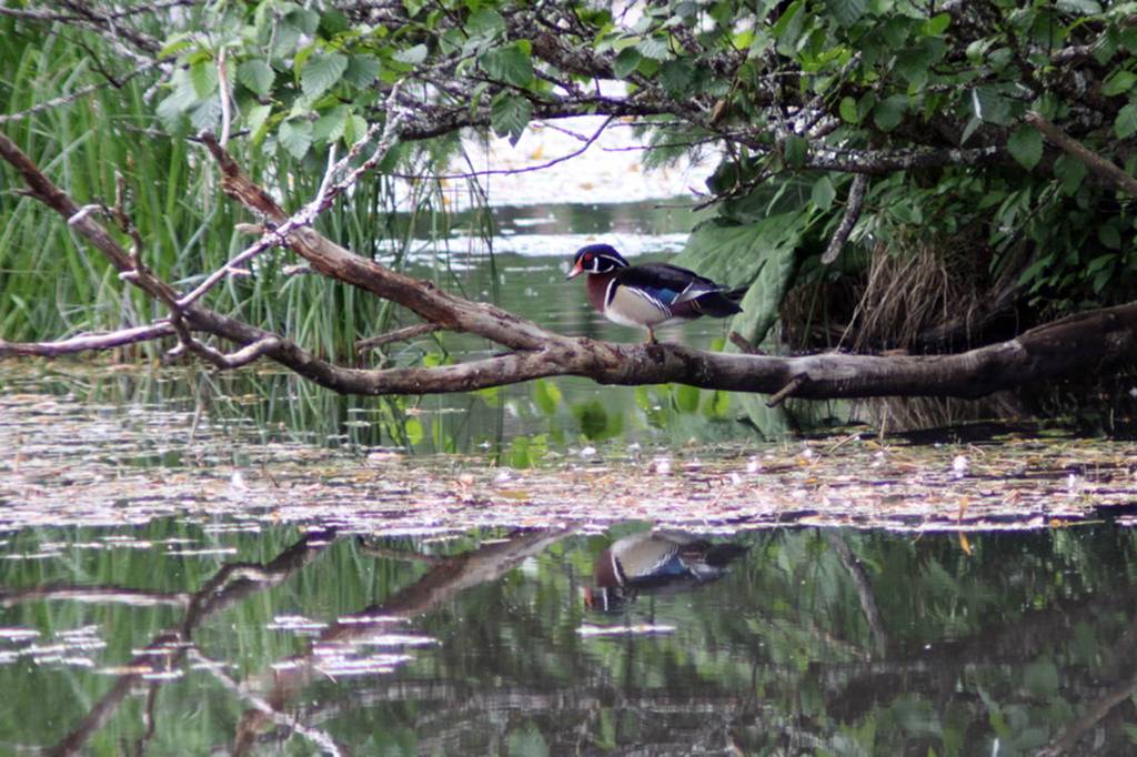 A wood duck stands on a branch June 10, 2020, at Rotary Park. (Courtesy Photo | Carolyn Kelley)