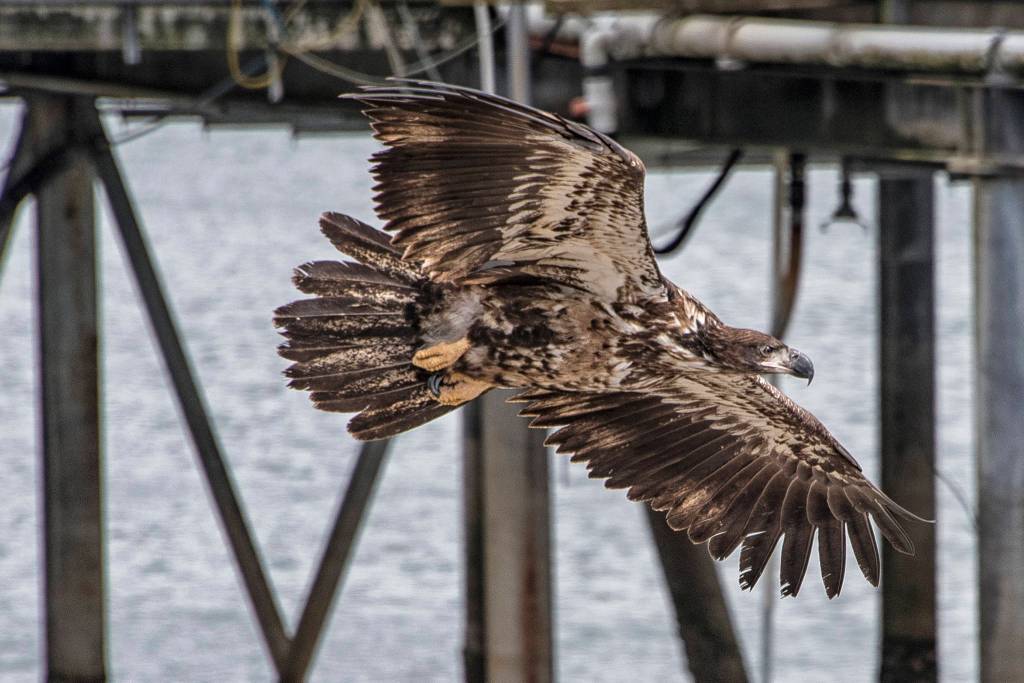 A juvenile Bald Eagle flies by a seafood processor, Juneau, Alaska. (Courtesy Photo | Kenneth Gill, gillfoto)