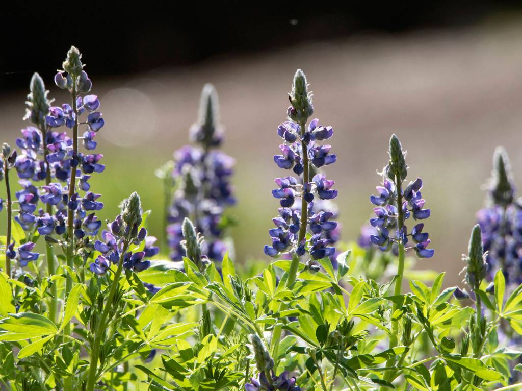 Sunlight illuminates lupine near Lemon Creek, Juneau, Alaska. (Courtesy Photo | Kenneth Gill, gillfoto)