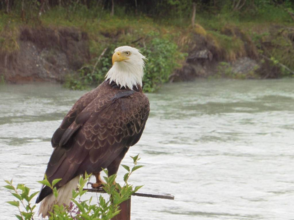 This is my friend, Yardbird, writes David Athearn. Tonight he was making sure I made it all the way to the water with my discarded fish scraps. I have had the Dont feed wildlife talk with him, but hope springs eternal. (Courtesy Photo | David Athearn)