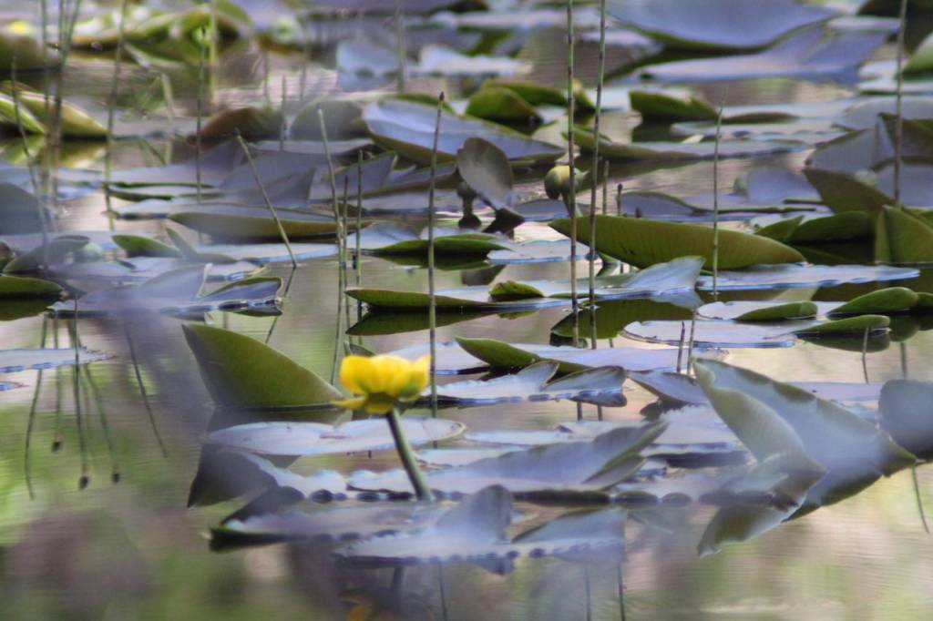 Yellow lilies were seen June 2, 2020 along Dredge Lake trails. (Courtesy Photo | Carolyn Kelley)