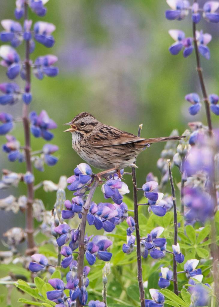 A Lincolns sparrow sings with Lupine on the Mendenhall Wetlands. (Courtesy Photo | Kenneth Gill, gilfoto)