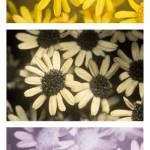 Comparison of Jacobaea maritima (Silver Ragwort) flowers photographed with visible light (top), ultraviolet light (middle), and infrared light (bottom). In visible light, the flowers appear bright yellow, with the centers being slightly darker than the petals. In ultraviolet light, the centers appear dark, helping guide bees and other insects that can see in the ultraviolet spectrum to the area of the flower where the nectar and pollen are located. (David Kennard | davidkennardphotography.com)