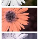 Spectral comparison of a Common Daisy flower (Bellis perennis) photographed with reflected visible light (top), ultraviolet light (middle), and infrared light (bottom). The flower does not have any ultraviolet markings on its petals, but the center appears much darker in ultraviolet. (David Kennard | davidkennardphotography.com)