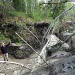 Courtesy Photo | Ned Rozell                                 Permafrost specialist Tom Douglas pauses on the ice of a Fairbanks creek that shows recent bank erosion, probably due to the thawing of soil that had been frozen for many years.