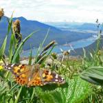 Painted lady butterflies, like this one, migrate in a way similar to monarch butterflies. From wintering areas in Mexico they migrate northward in multiple generations to the Canadian border. (Courtesy Photo | Bob Armstrong)