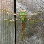 In North America, big, beautiful green darners, like this one, make a roundtrip of nine hundred miles or so. They migrate from wintering areas in southeastern U.S., the Caribbean and Mexico to as far as southeastern Canada. One generation makes this great leap and breeds. (Evans Mcevan | Wikimedia)