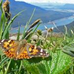 Long-distance, seasonal migrations are part of the animal world