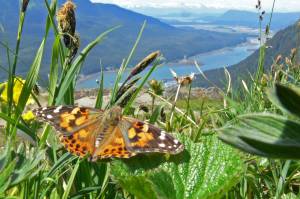 Long-distance, seasonal migrations are part of the animal world