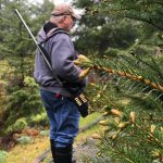 Grandpa Mickey patrols the spruce tip spot. (Vivian Faith Prescott | For the Capital City Weekly)