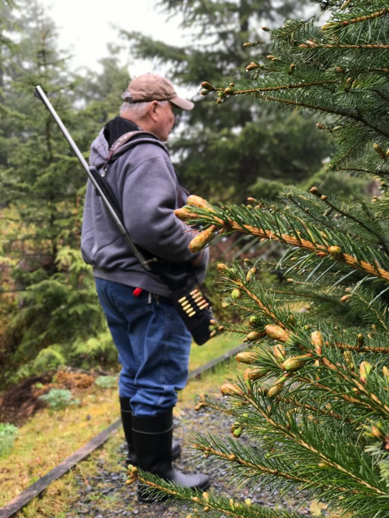 Grandpa Mickey patrols the spruce tip spot. (Vivian Faith Prescott | For the Capital City Weekly)